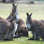 Wallabies